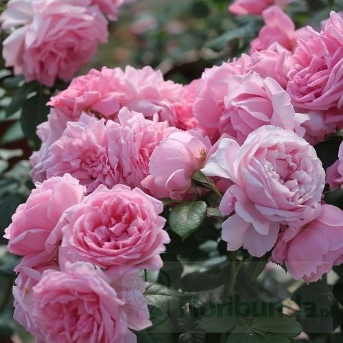 Comtesse de Segur  (DELtendre)