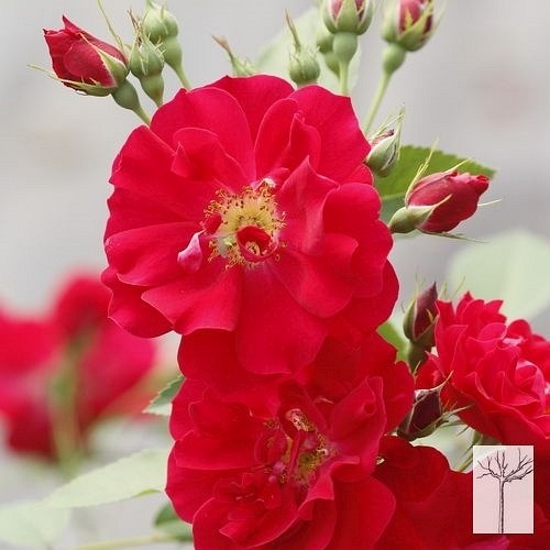 Adelaide Hoodless PIENNA