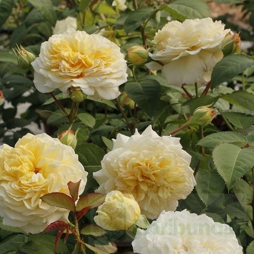 Nelson Monfort (Masnelmo)