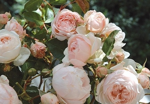 Chantal Thomas ® (Guichatho)