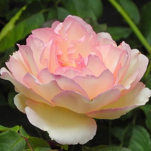 Souvenir de Baden-Baden