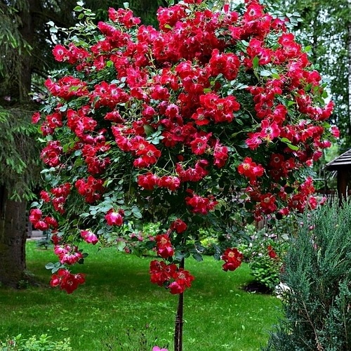 Red Meidiland PIENNA