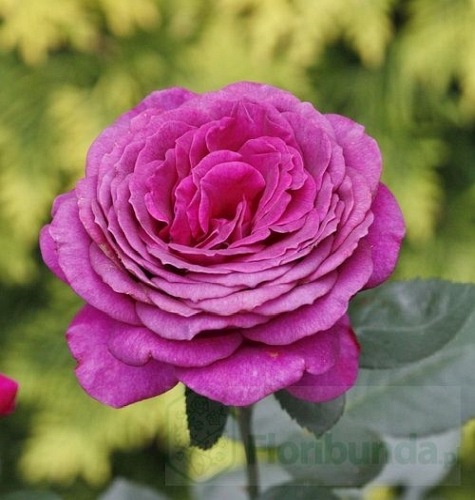 Big Purple