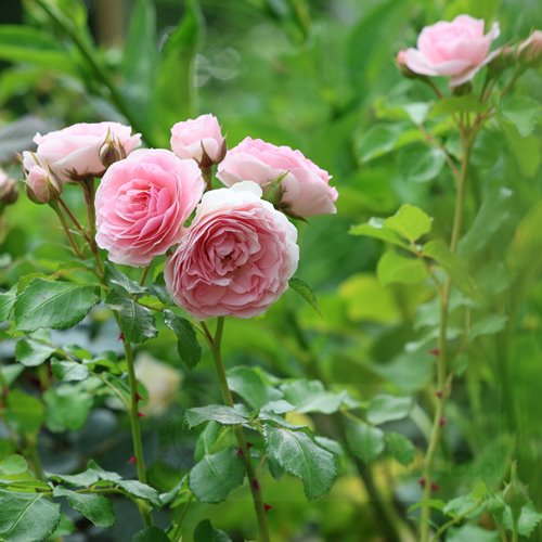 MISS GRANGER® syn. Hermiona DONICZKA