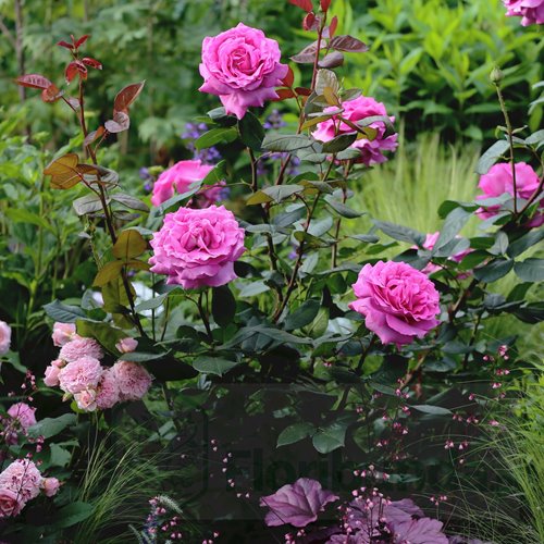 Chartreuse de Parme DONICZKA