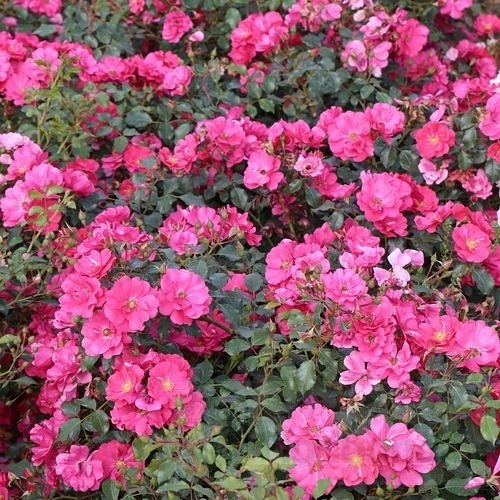 Summer Fairytale DONICZKA