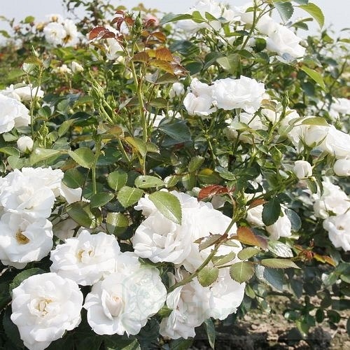 Aspirin Rose DONICZKA