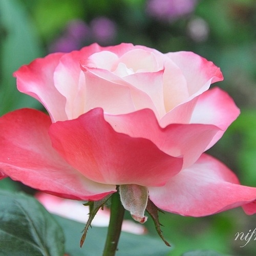 Nostalgie (Taneiglat) DONICZKA