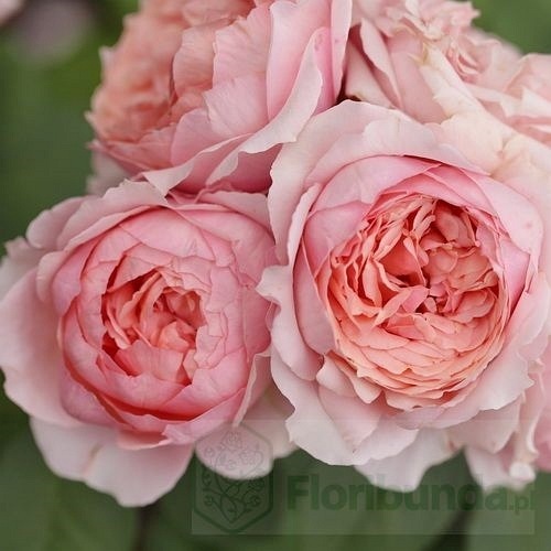 Paul Bocuse (Maspaujeu) DONICZKA