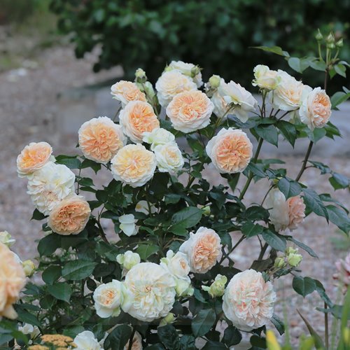 Chippendale Gold DONICZKA