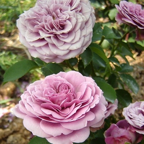 Lavender Ice (TAN04249) DONICZKA
