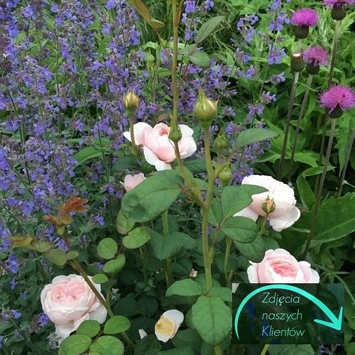 Queen of Sweden ( Austiger) DONICZKA