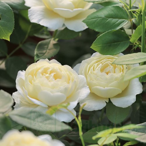 Vanessa Bell (Auseasel) DONICZKA