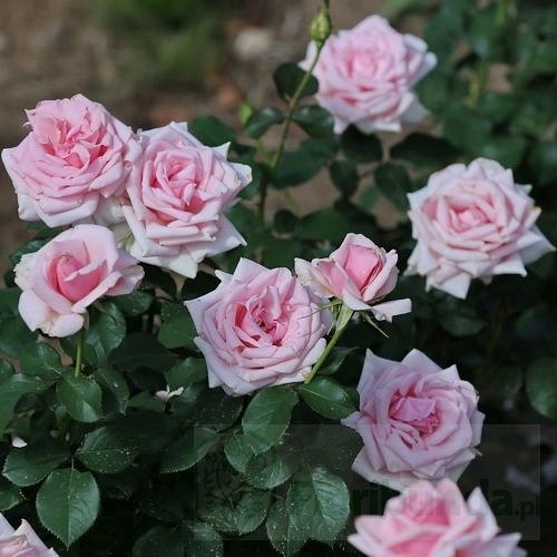 Savoy Hotel (Harvintage) DONICZKA