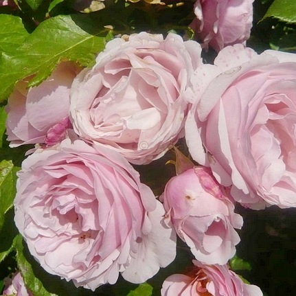 Billet Doux (Delrosar)