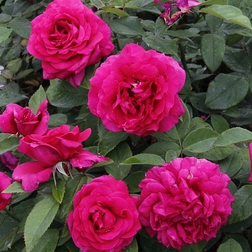 Harald Wohlfahrt (DELcherot)