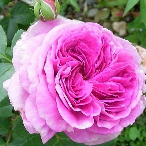 Parfum  Flower Circus