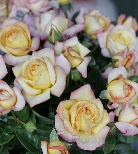 Peace (Madame A.Mailland)