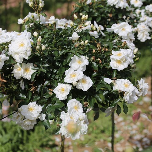 White Flower Carpet PIENNA