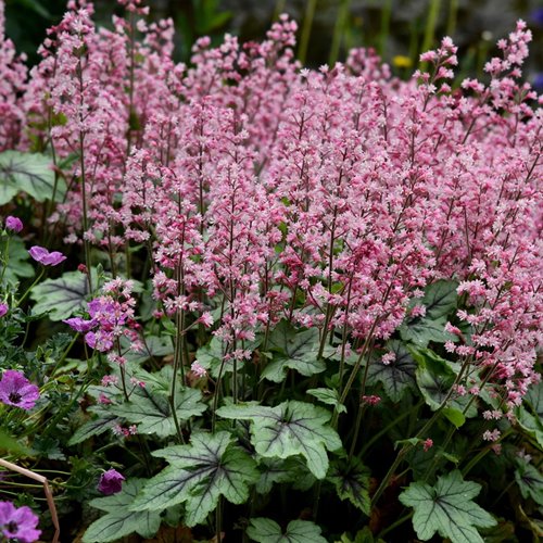 Żuraweczka 'Pink Revolution'