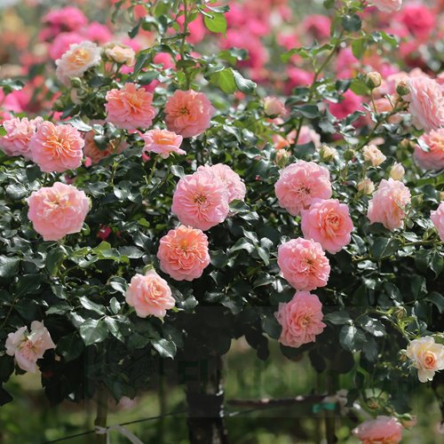 Concerto '94  PIENNA