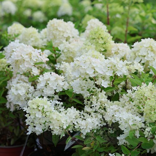 Hortensja "Bombshell"