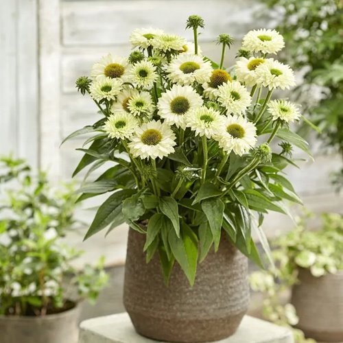 JEŻÓWKA SUNSEEKERS   "White Perfection"