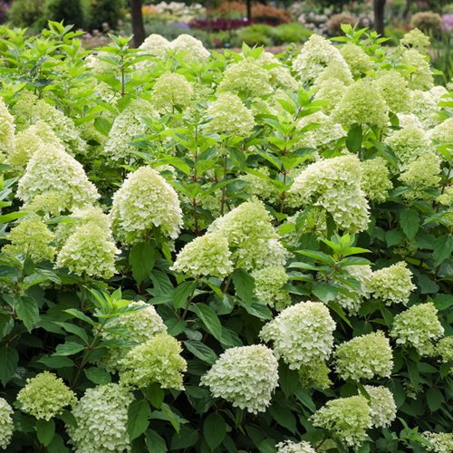 Hydrangea paniculata "Limelight"