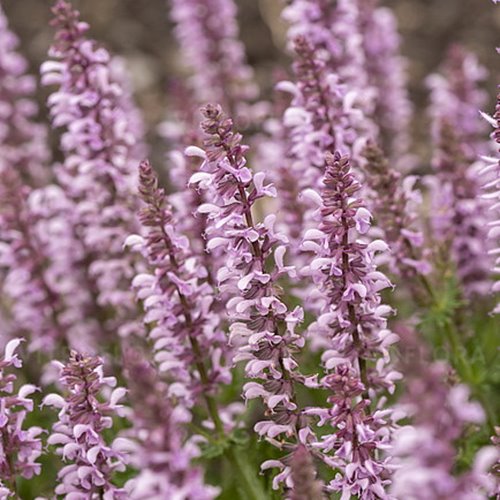 szałwia "Feathers Flamingo"