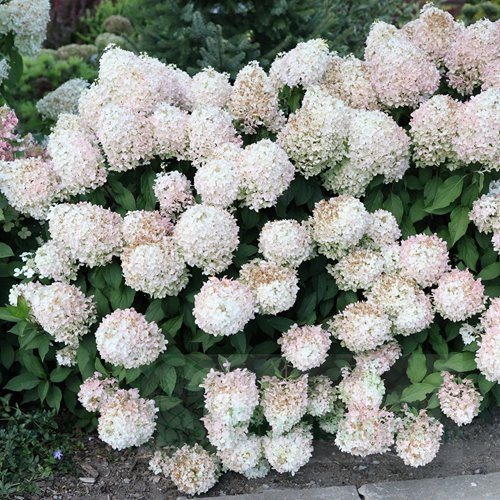 Hortensja bukietowa "Pinkachu"