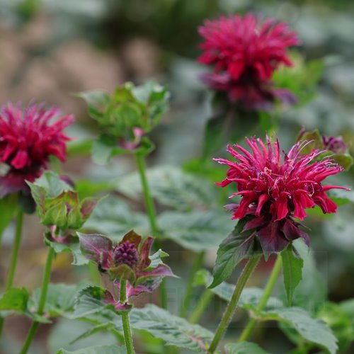 Pysznogłówka 'Fireball'