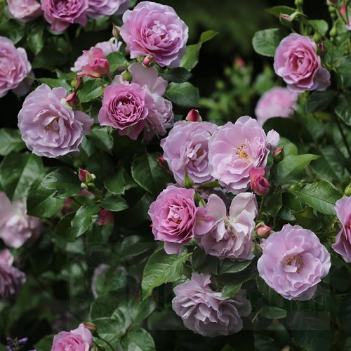 Lady Perfume (WEKpeawby)