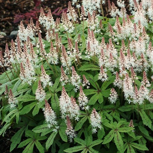 Tiarella "Spring Symphony"