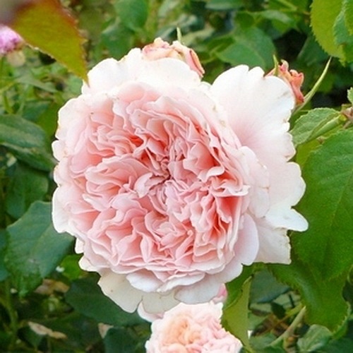 Rose de Tolbiac (KORcaseipp)