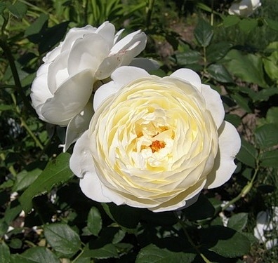 Clair Austin (Ausprior)