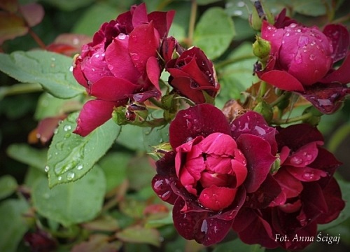 Cardinal Hume (Harregale)