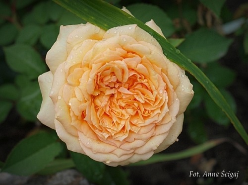 Sophia  Renaissance (Poulen002)