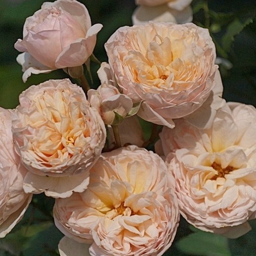 Alexandrine (MEIgapencey)