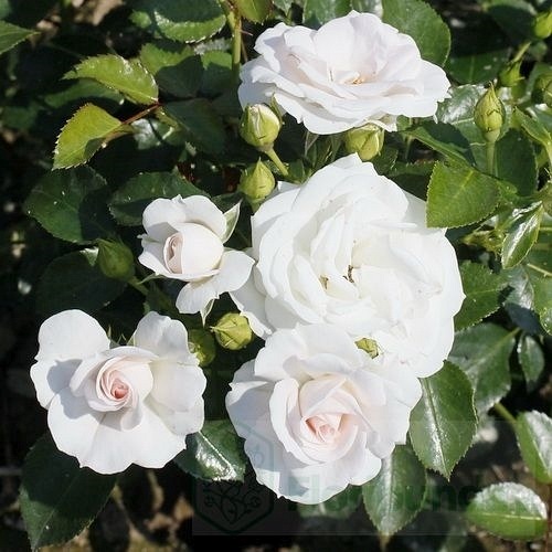 Aspirin Rose DONICZKA