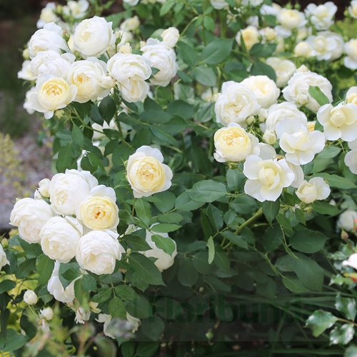 Vanessa Bell (Auseasel) DONICZKA