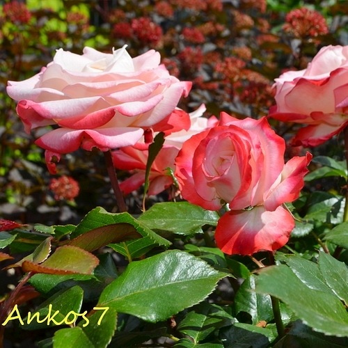 Nostalgie (Taneiglat) DONICZKA