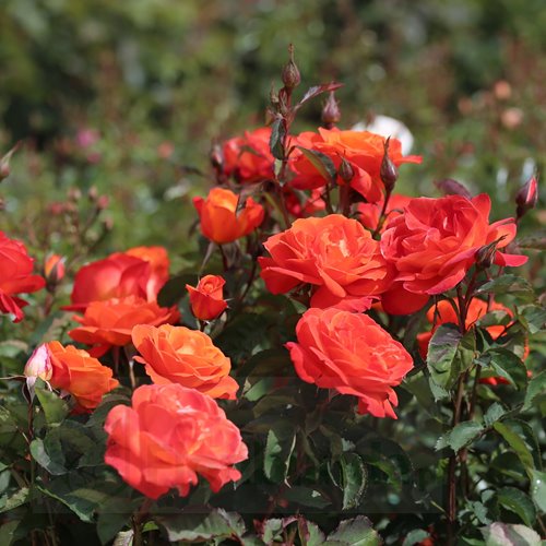 Super Trouper   (FRYleyeca) DONICZKA