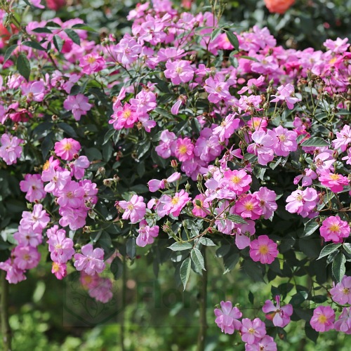 Lavender Dream PIENNA