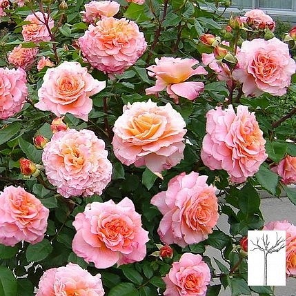 Augusta Luise róże pienne