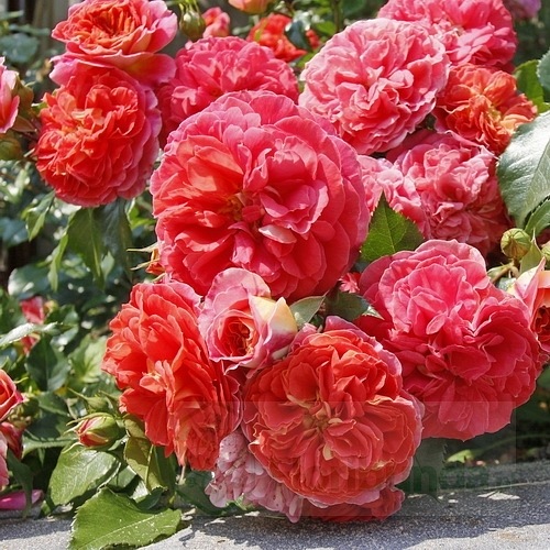 Gebruder Grimm ( KORassenet)