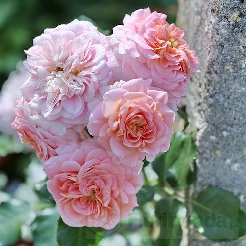 Concerto '94 (Meihaitoil) DONICZKA