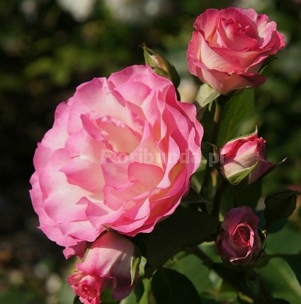 Bordure Rose (Delbara)