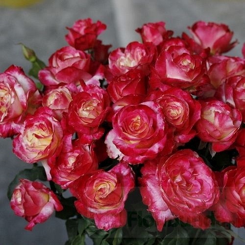 Double Delight  (Andeli)