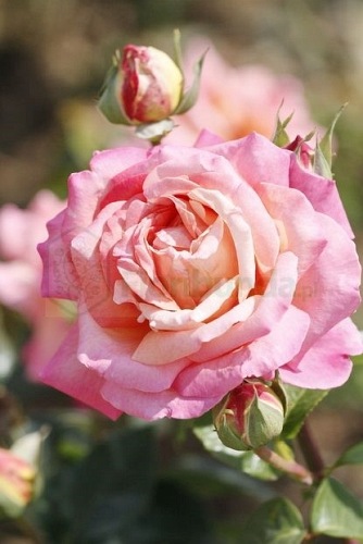 Chicago Peace (Johnago)