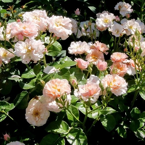 Twiggy's Rose  (Harteam)